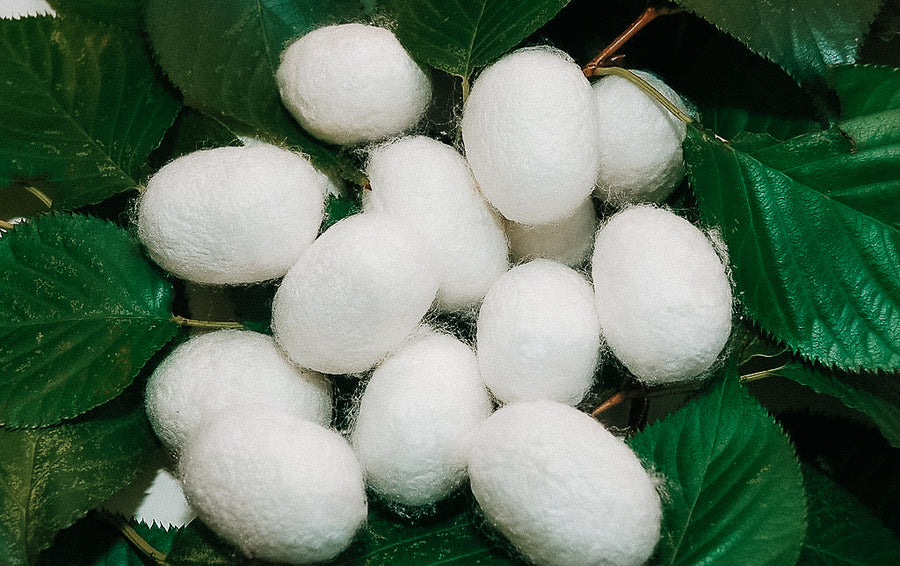 Seidenkokons – Momme und Faserqualität